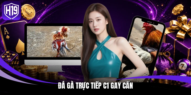 Đá gà trực tiếp C1 gay cấn